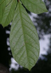 Sandwithia guyanensis