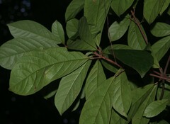 Sandwithia guyanensis