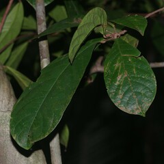 Sandwithia guyanensis