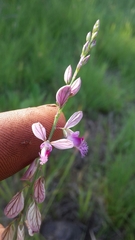 Polygala hottentotta