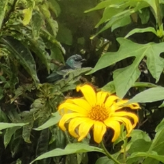 Stilpnia cyanicollis