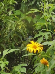 Stilpnia cyanicollis