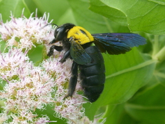 Xylocopa aestuans