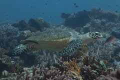 Eretmochelys imbricata