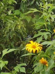 Stilpnia cyanicollis