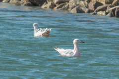 Chroicocephalus genei