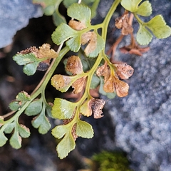 Psychoides verhuella