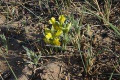 Thermopsis mongolica