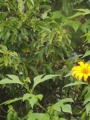 Stilpnia cyanicollis