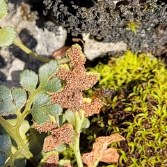 Psychoides verhuella