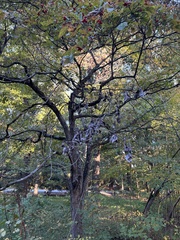 Crataegus phaenopyrum