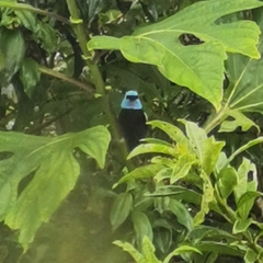 Stilpnia cyanicollis