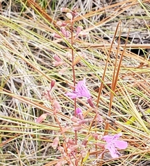Dicerandra linearifolia