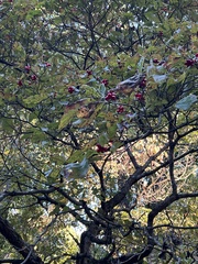 Crataegus phaenopyrum