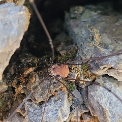 Leiobunum limbatum