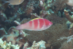 Yellow-Fin Fairy Wrasse photo 5