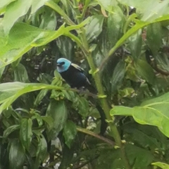 Stilpnia cyanicollis