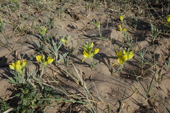 Thermopsis mongolica