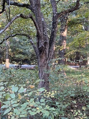 Crataegus phaenopyrum