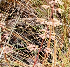 Dicerandra linearifolia