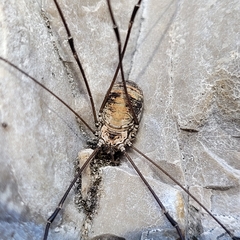 Leiobunum limbatum