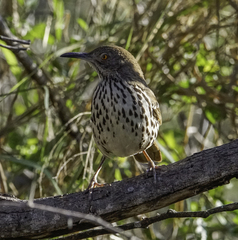 Toxostoma longirostre