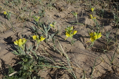 Thermopsis mongolica