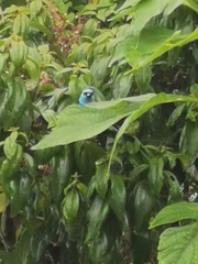 Stilpnia cyanicollis