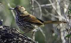 Toxostoma longirostre