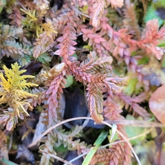 Selaginella helvetica