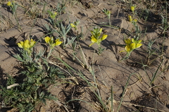 Thermopsis mongolica