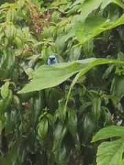 Stilpnia cyanicollis