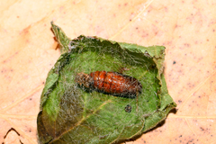 Selenia dentaria