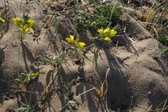 Thermopsis mongolica