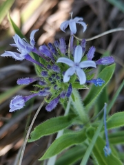 Pentanisia prunelloides prunelloides