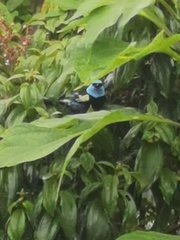 Stilpnia cyanicollis