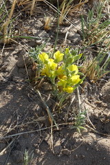 Thermopsis mongolica