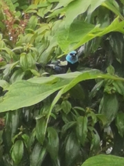 Stilpnia cyanicollis