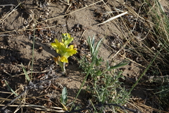 Thermopsis mongolica