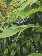 Stilpnia cyanicollis