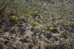 Thermopsis mongolica