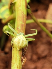 Misumessus oblongus