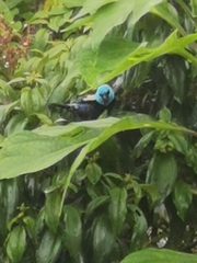 Stilpnia cyanicollis