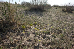 Thermopsis mongolica