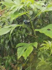 Stilpnia cyanicollis