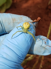 Misumessus oblongus