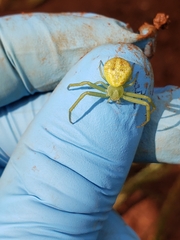 Misumessus oblongus