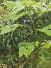 Stilpnia cyanicollis