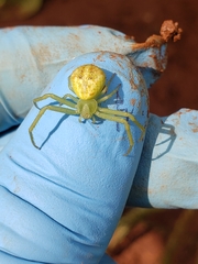 Misumessus oblongus