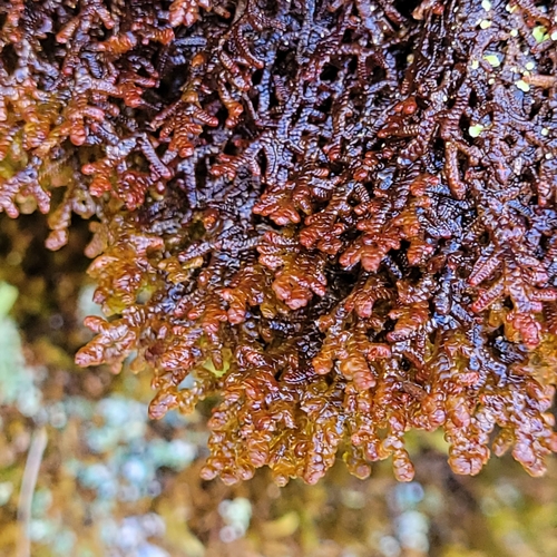 Tamarisk Scalewort